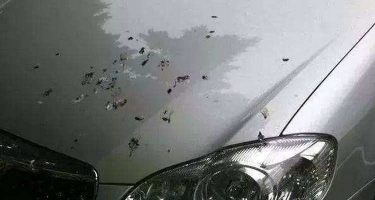 車衣上有鳥(niǎo)屎印怎么辦