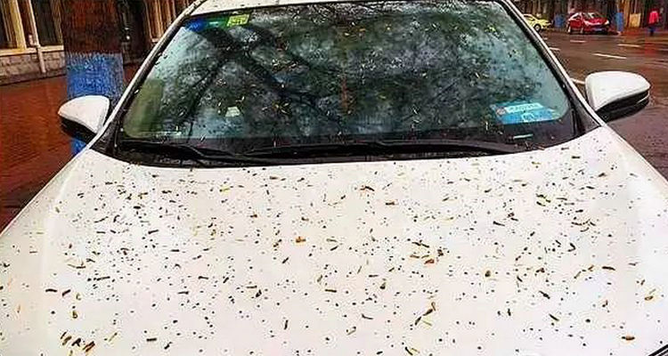 車上密密麻麻的白點(diǎn)怎么去除