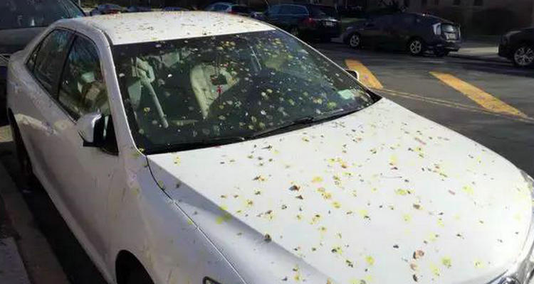 白車(chē)發(fā)黃是什么原因造成的