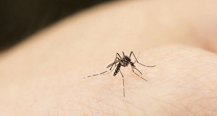 車內(nèi)有蚊子怎么快速解決