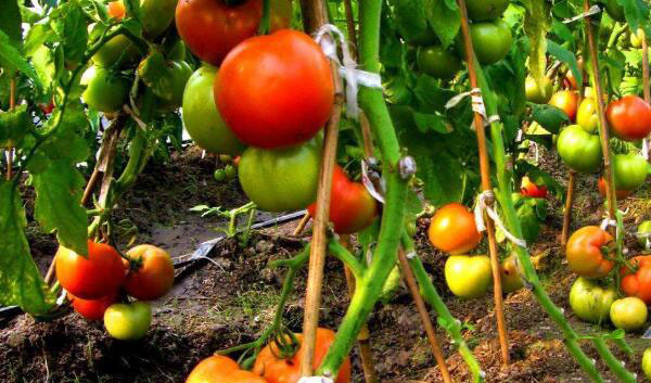 有機(jī)食品認(rèn)證標(biāo)志