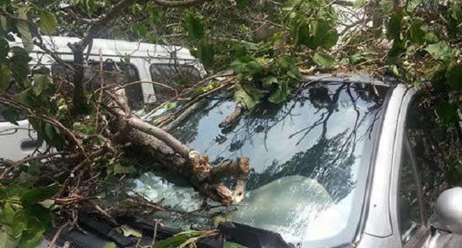 車停在樹下好不好，建議最好不要把車停在樹下